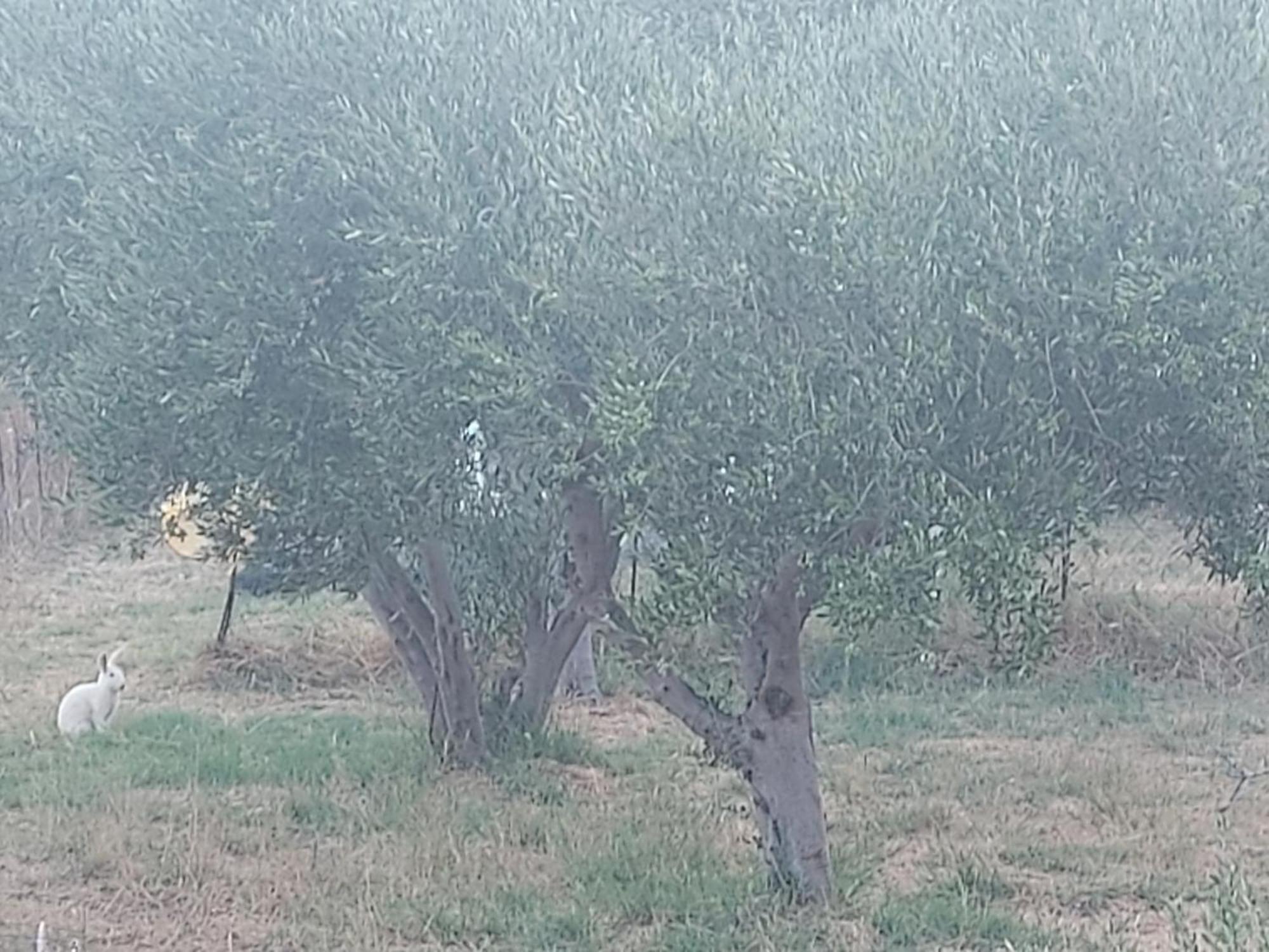 Principessa Telendos Villa Kálymnos Buitenkant foto